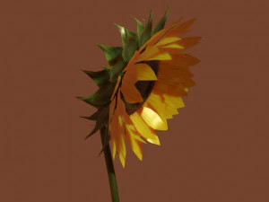 sunflower 3D Model