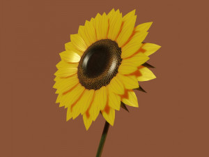 sunflower 3D 模型