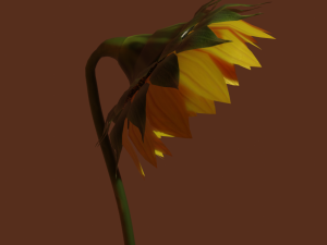 sunflower 3D 模型