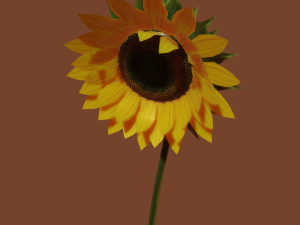 sunflower 3D 模型