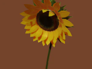 sunflower 3D Model