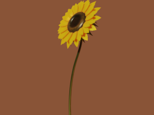 sunflower 3D 模型