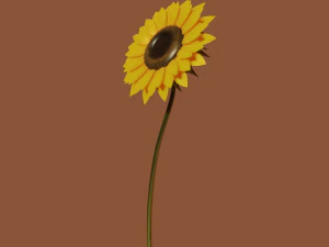 sunflower 3D Model