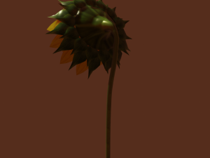 sunflower 3D 模型
