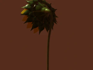 sunflower 3D Model