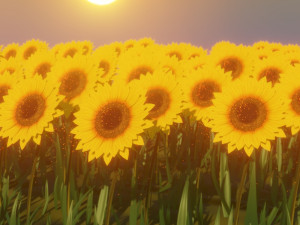 sunflower 3D 模型