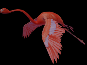 flamingo flying Modelo 3D