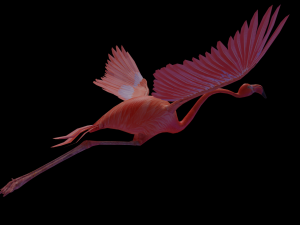 flamingo flying Modelo 3D