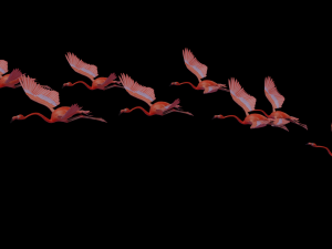 flamingo flying Modelo 3D