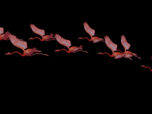 flamingo flying 3D Model