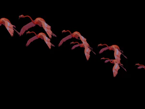 flamingo flying 3D Model