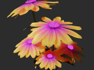 daisy flower 3D 模型