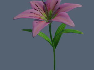 lily flower rigged animated 3D Model