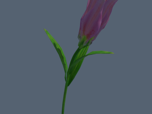 lily flower rigged animated 3D Model