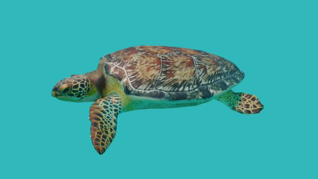 sea turtle 3D मॉडल .c4d .max .obj .3ds .fbx .stl .blend 