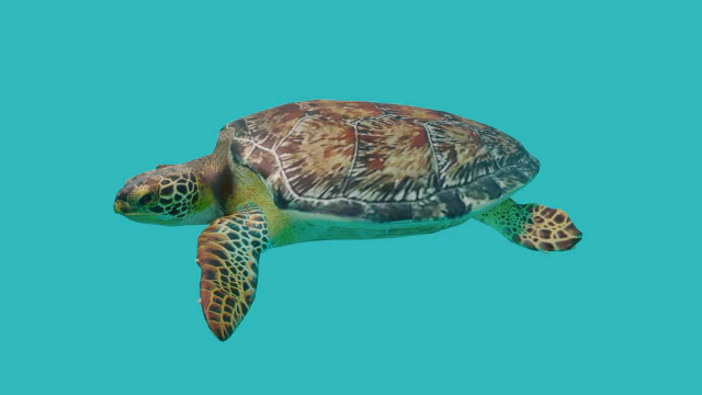 sea turtle 3D Model .c4d .max .obj .3ds .fbx .stl .blend 