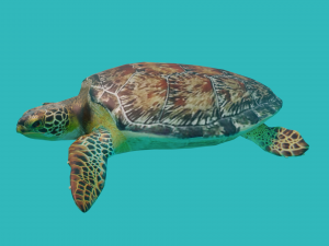 sea turtle 3D Model