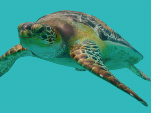 sea turtle 3D मॉडल