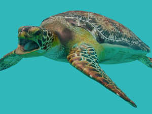 sea turtle 3D मॉडल