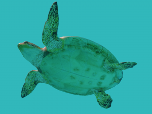 sea turtle 3D मॉडल
