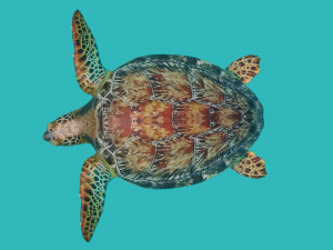sea turtle 3D मॉडल