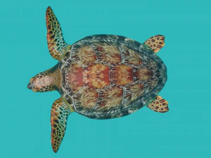 sea turtle 3D Model