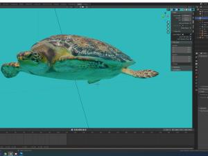 sea turtle 3D मॉडल