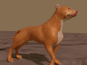 pitt bull 3D मॉडल