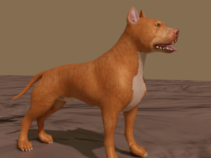 pitt bull 3D मॉडल
