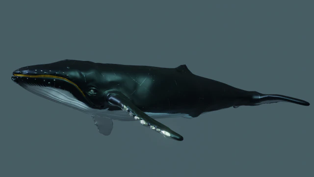 humbak Model 3D .c4d .max .obj .3ds .fbx .stl .blend 