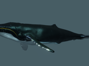 humpback whale 3D Model