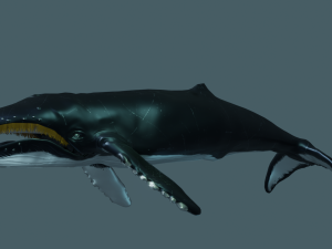humpback whale 3Dモデル