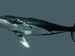 humpback whale 3Dモデル