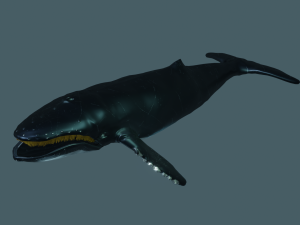 humpback whale 3Dモデル