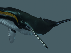 humpback whale 3Dモデル