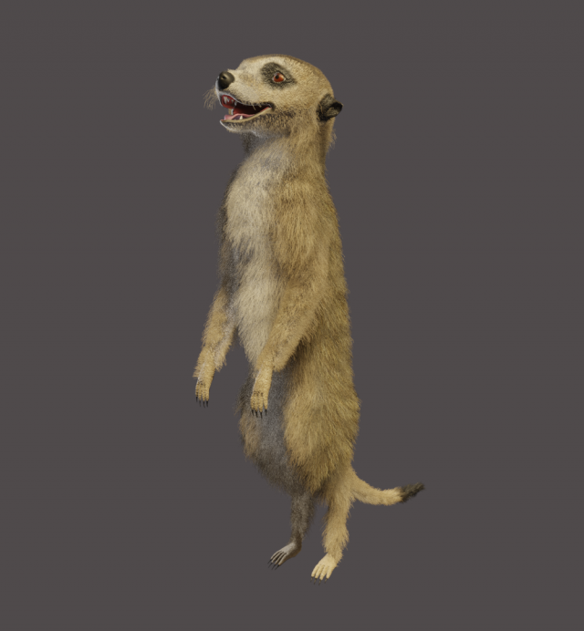 meerkat Modello 3D .c4d .max .obj .3ds .fbx .stl .blend 
