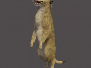 meerkat 3D Model