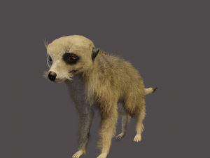 meerkat Modello 3D