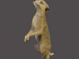 meerkat Modello 3D