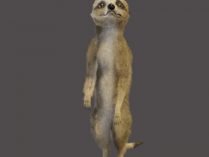 meerkat Modello 3D