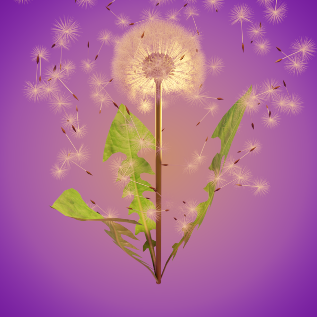 dandelion 3D-Modell .c4d .max .obj .3ds .fbx .stl .blend 