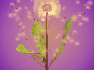 dandelion 3D Model