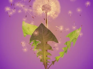 dandelion 3D Model