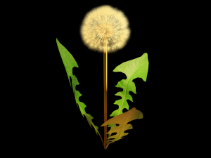 dandelion 3D-Modell