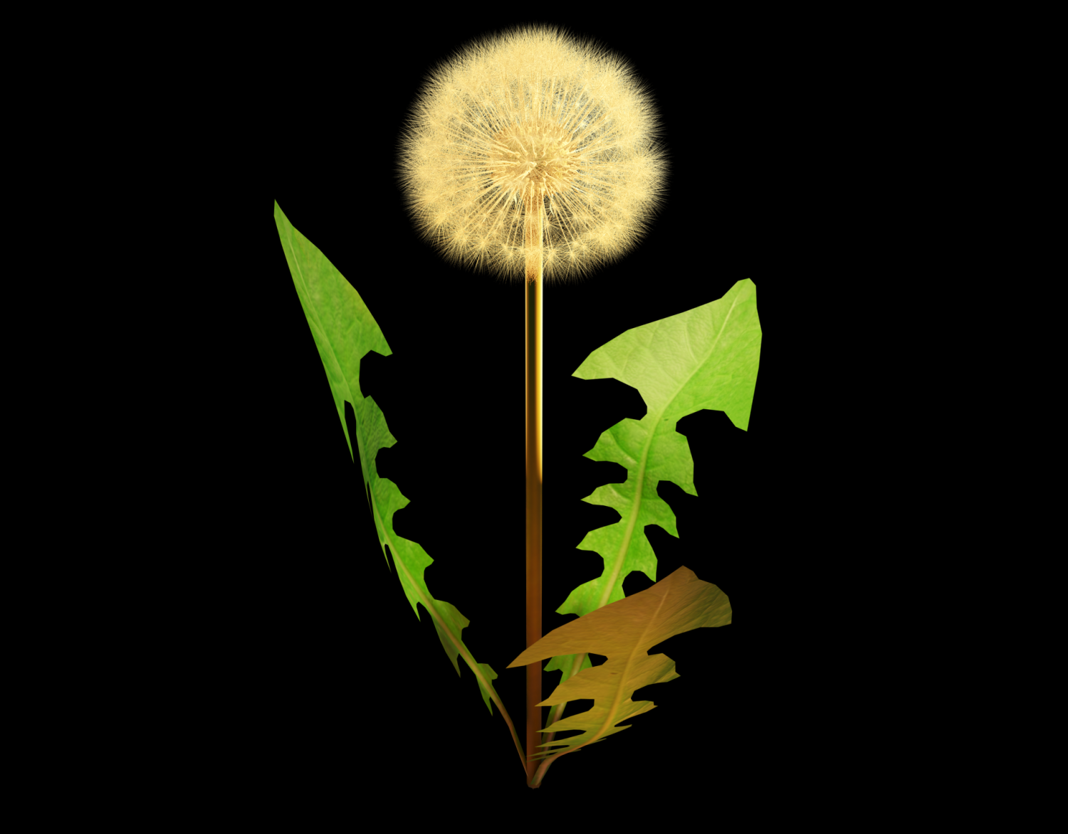 Одуванчик полевой обыкновенный. Одуванчик 3 2. Одуванчик 3d модель. 3д одуванчики. Одуванчик (3-12 декабря).