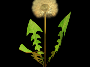 dandelion 3D-Modell