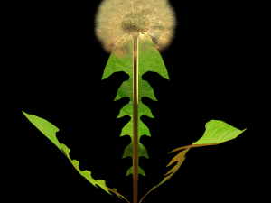 dandelion 3D-Modell
