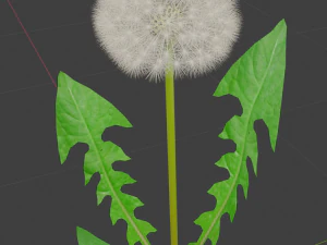 dandelion 3D Model