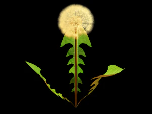 dandelion 3D Model
