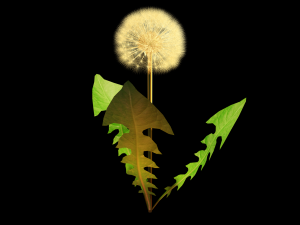 dandelion 3D-Modell
